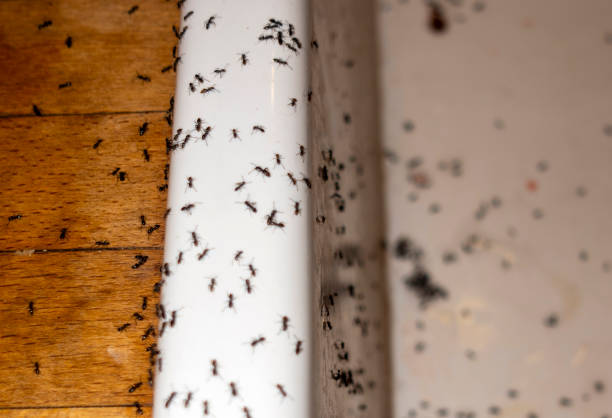 Best Residential Pest Control  in Fort Madison, IA