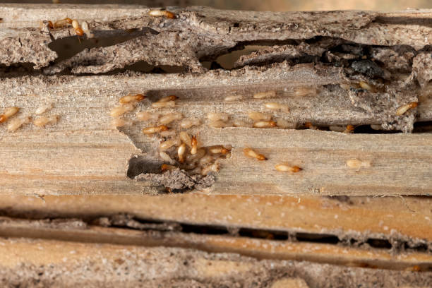  Fort Madison, IA Pest Control Pros