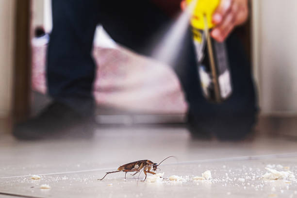 Best Termite Control Services  in Fort Madison, IA