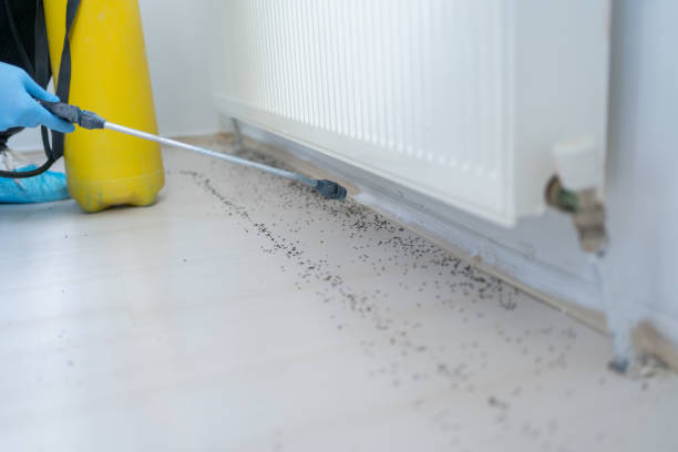 Best Insect Control  in Fort Madison, IA